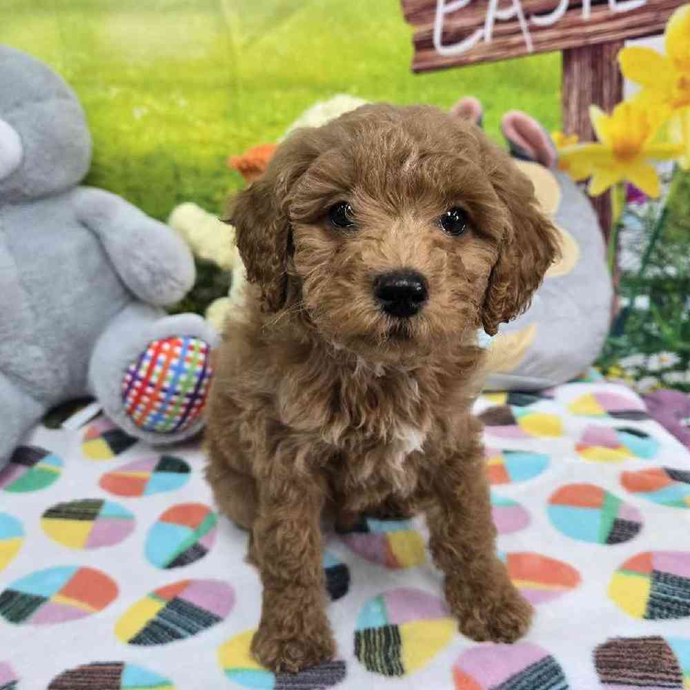 Female Mini Goldendoodle Puppy for Sale in Virginia Beach, VA