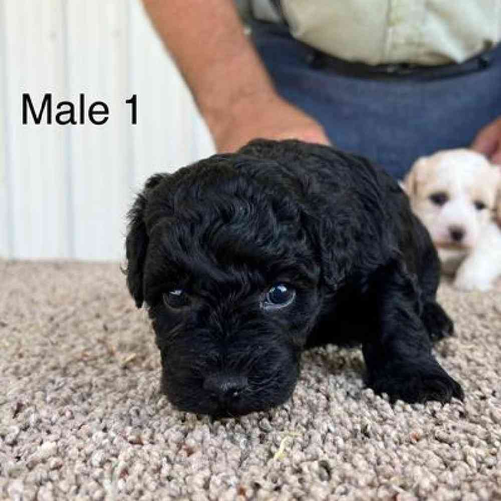 Male Bichonpoo Puppy for sale