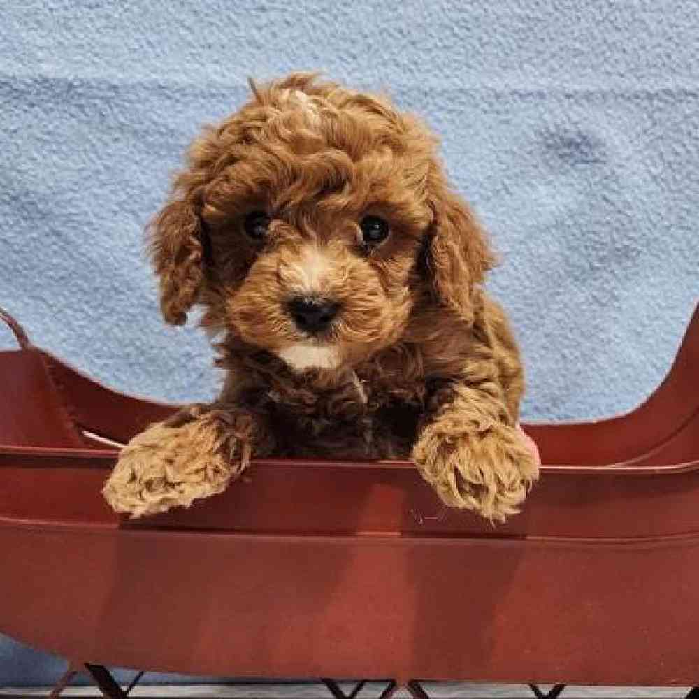 Male Maltipoo Puppy for Sale in Virginia Beach, VA