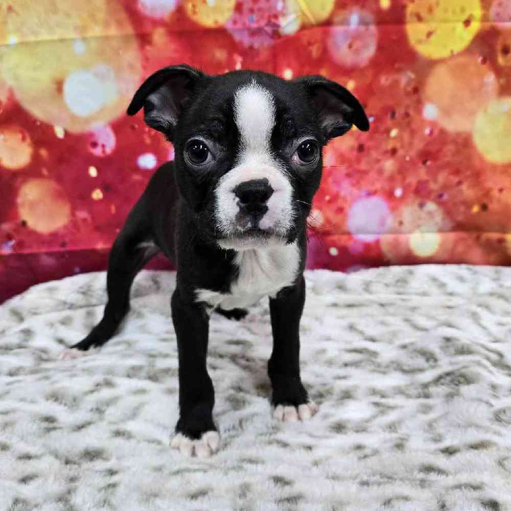 Male Boston Terrier Puppy for Sale in Virginia Beach, VA