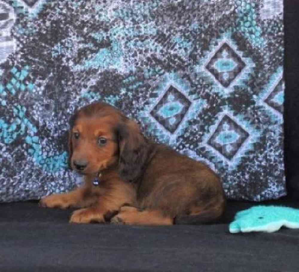 Male Dachshund Puppy for Sale in Virginia Beach, VA