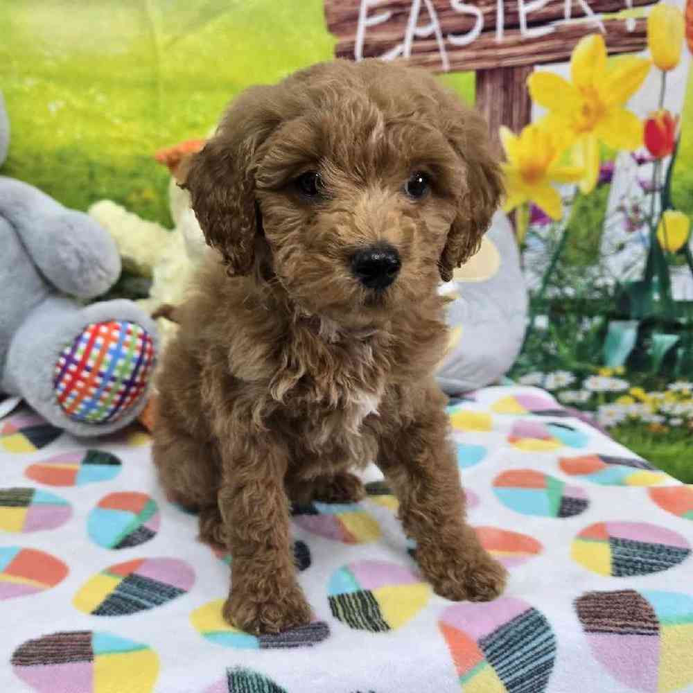 Female Mini Goldendoodle Puppy for Sale in Virginia Beach, VA