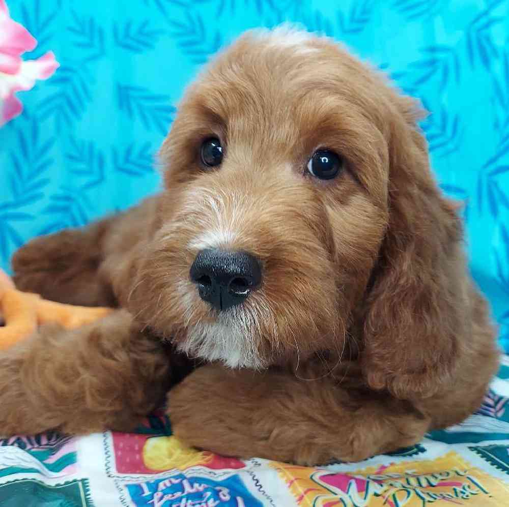 Male Mini Irishpoo Puppy for sale