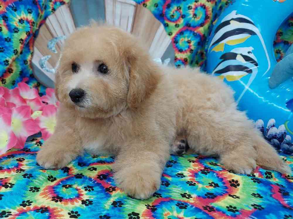 Female Bichonpoo Puppy for sale