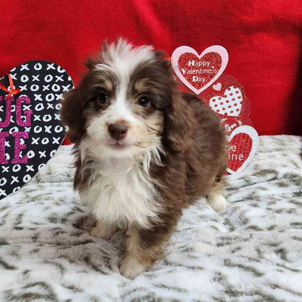 Female Mini Aussiedoodle Puppy for Sale in Virginia Beach, VA