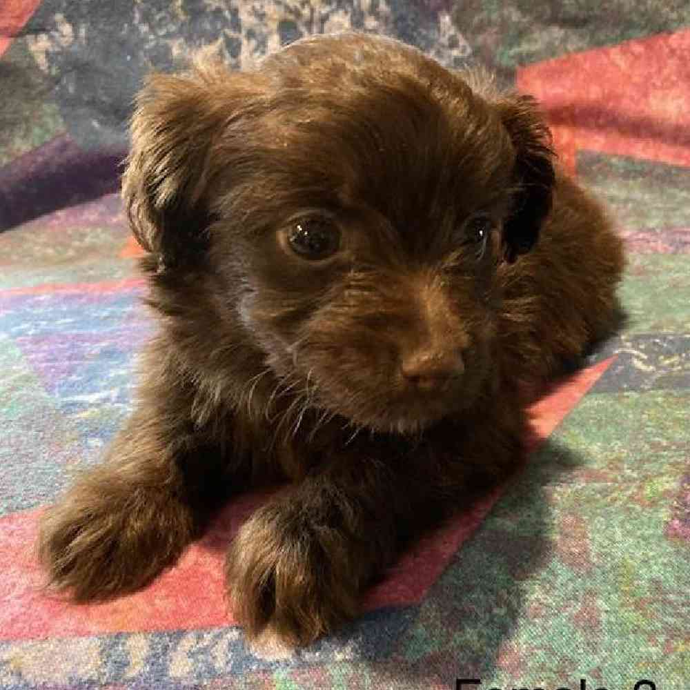 Female Silky-Poo Puppy for sale