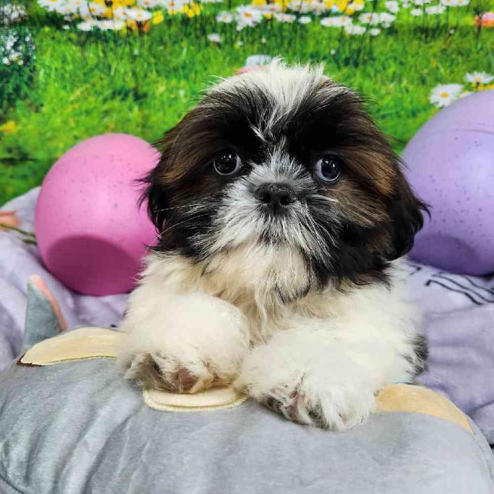 Male Shih Tzu Puppy for Sale in Virginia Beach, VA