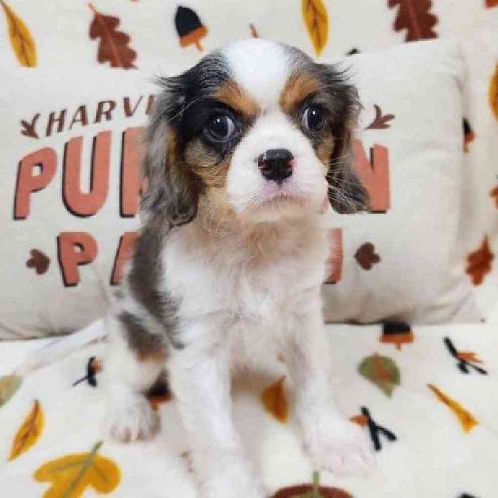 Female Cavalier King Charles Spaniel Puppy for sale