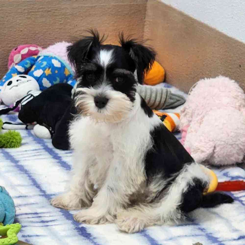 Female Mini Schnauzer Puppy for Sale in Virginia Beach, VA