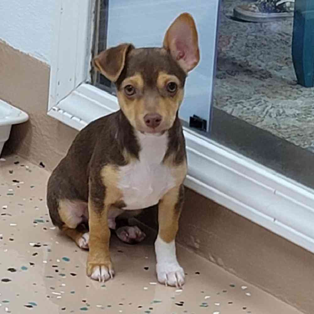 Male Rat-Chi Puppy for Sale in Virginia Beach, VA