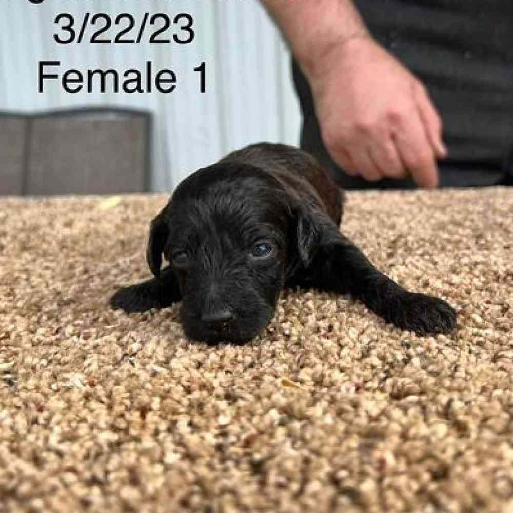 Female Mini Goldendoodle Puppy for Sale in Virginia Beach, VA