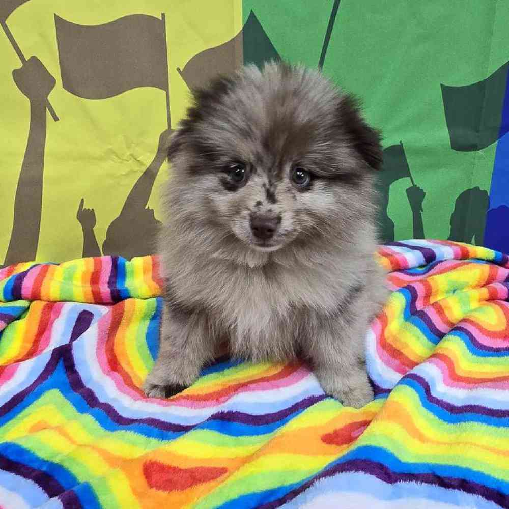 Female Pomsky Puppy for Sale in Virginia Beach, VA