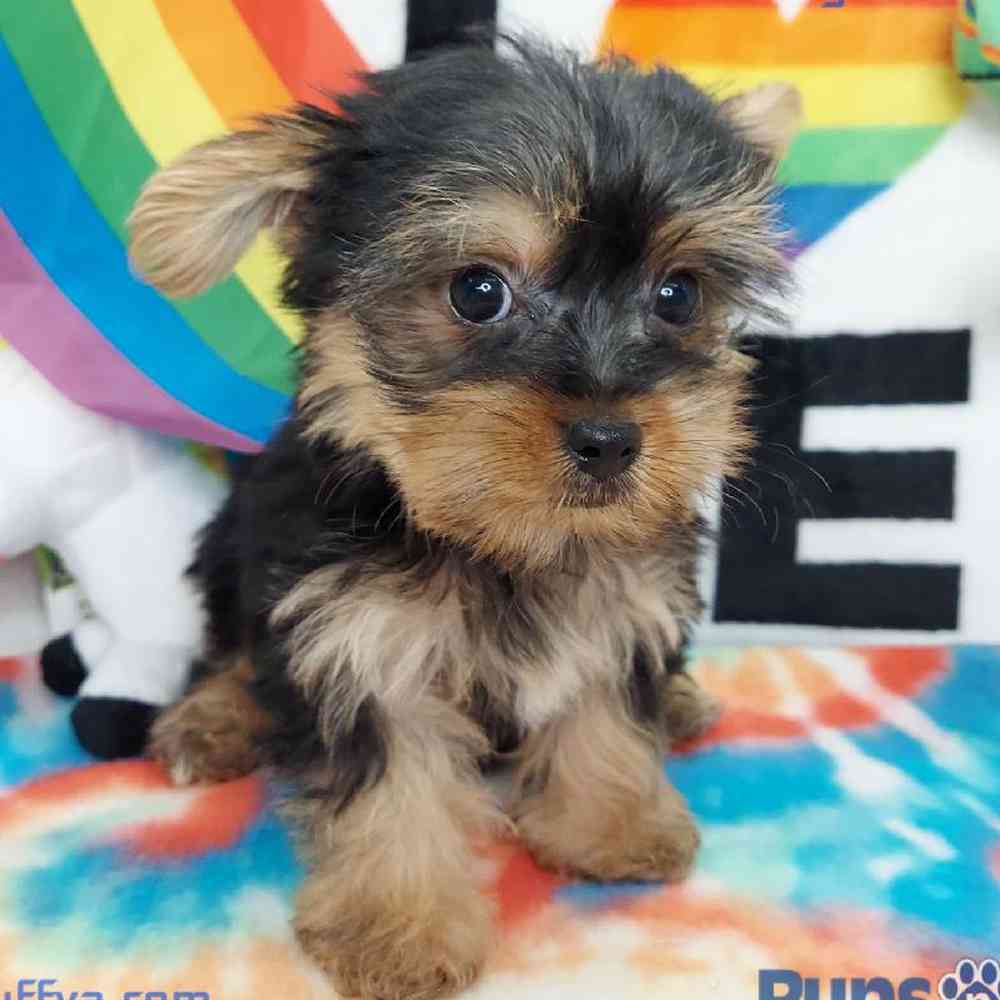 Male Yorkie Puppy for sale