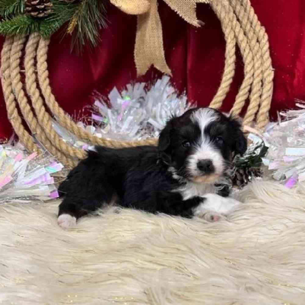 Male Mini Aussiedoodle Puppy for sale