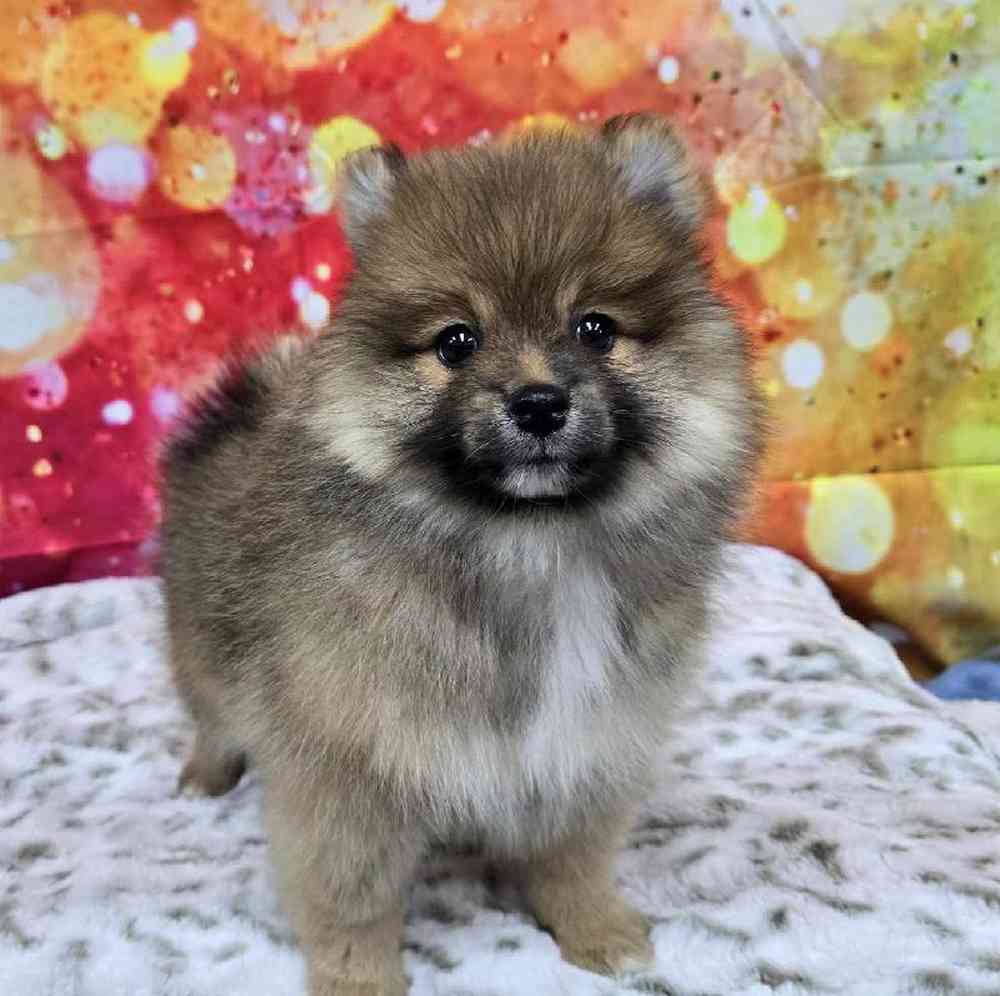 Male Pomeranian Puppy for Sale in Virginia Beach, VA
