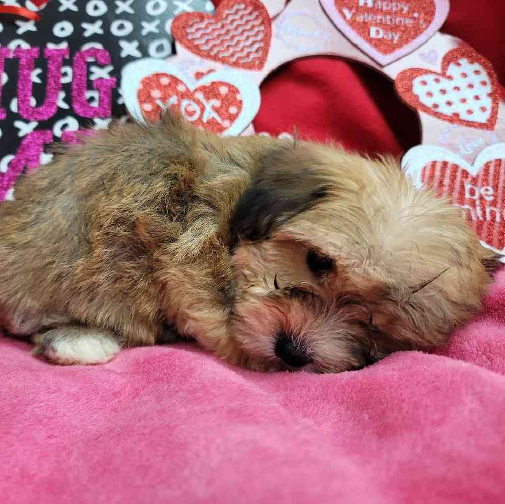 Female Yochon Puppy for Sale in Virginia Beach, VA