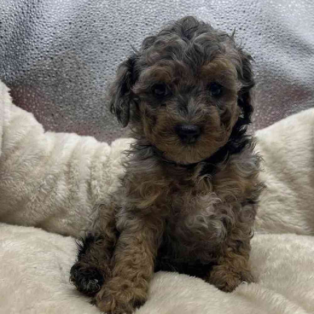 Male Poodle Toy Puppy for Sale in Virginia Beach, VA