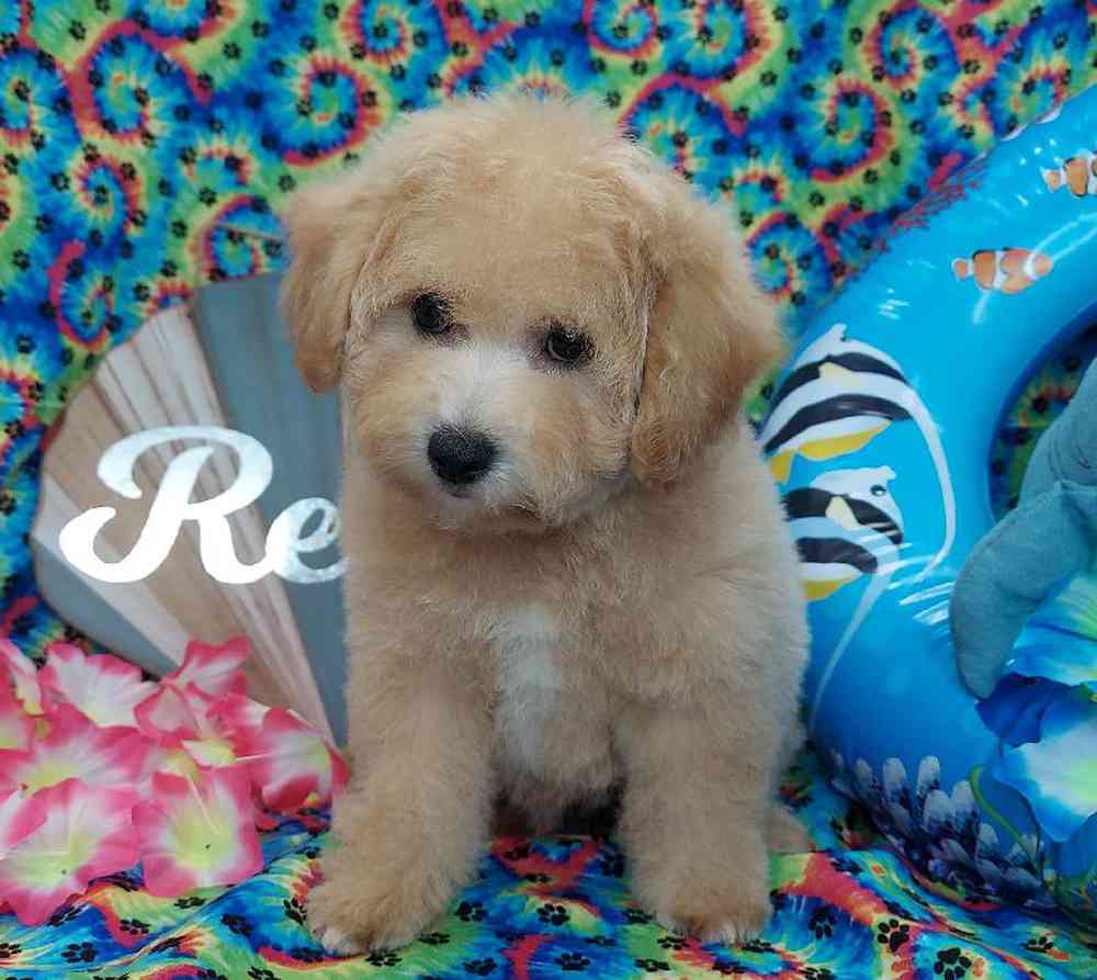 Female Bichonpoo Puppy for sale