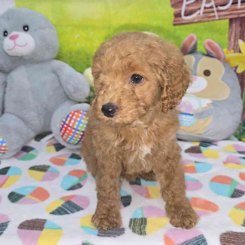 Female Mini Goldendoodle Puppy for Sale in Virginia Beach, VA