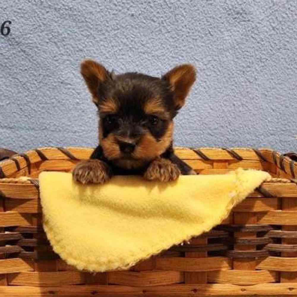 Male Yorkie-Poo Puppy for Sale in Virginia Beach, VA