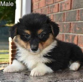 Pembroke Welsh Corgi