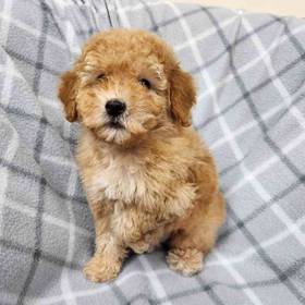 Poodle Toy