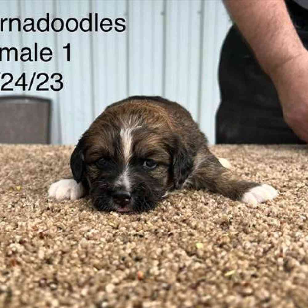 Female Mini Bernadoodle Puppy for Sale in Virginia Beach, VA