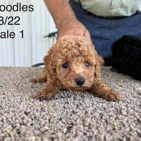 Mini Poodle