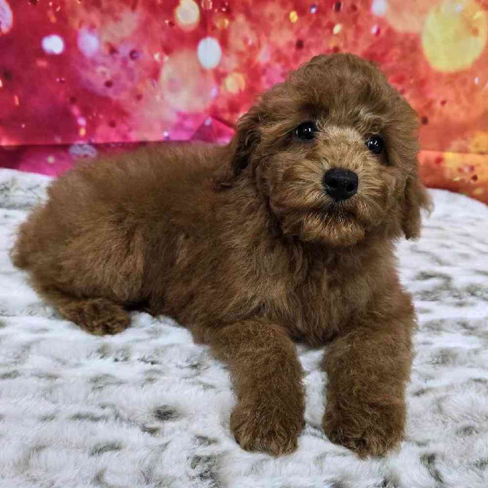 Male Mini Poodle Puppy for Sale in Virginia Beach, VA