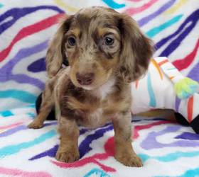 Dachshund