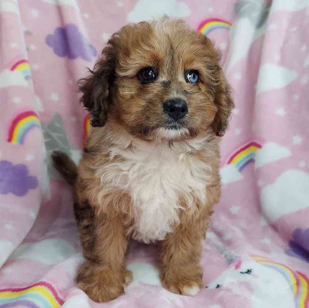 Female Mini Bernadoodle Puppy for sale