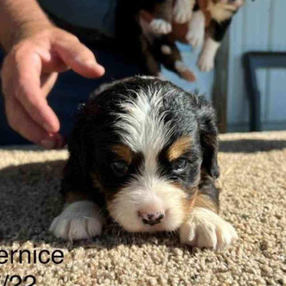 Male Mini Bernese Puppy for sale