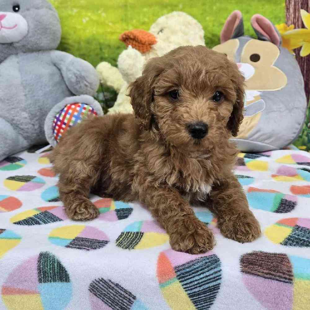 Female Mini Goldendoodle Puppy for Sale in Virginia Beach, VA