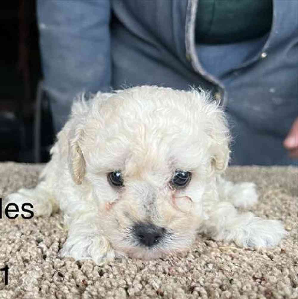 Female Mini Poodle Puppy for Sale in Virginia Beach, VA