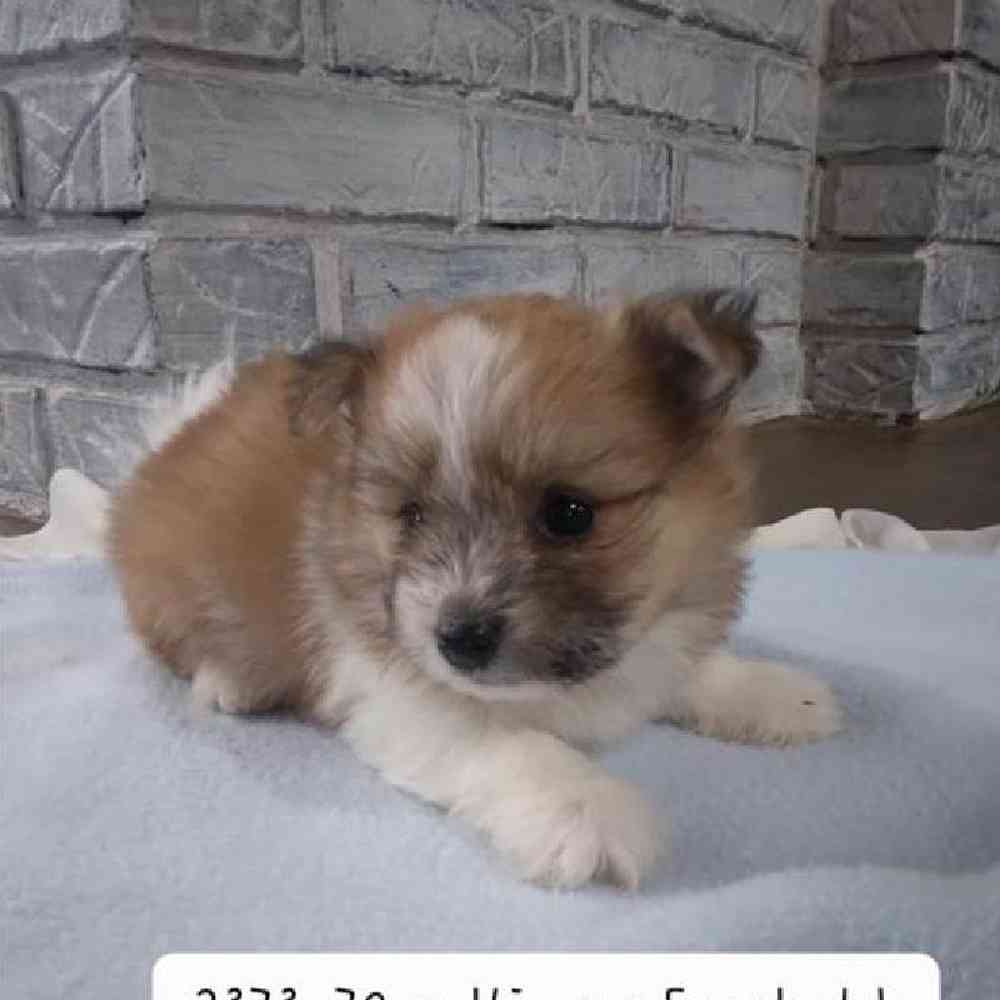 Female Maltipom Puppy for Sale in Virginia Beach, VA