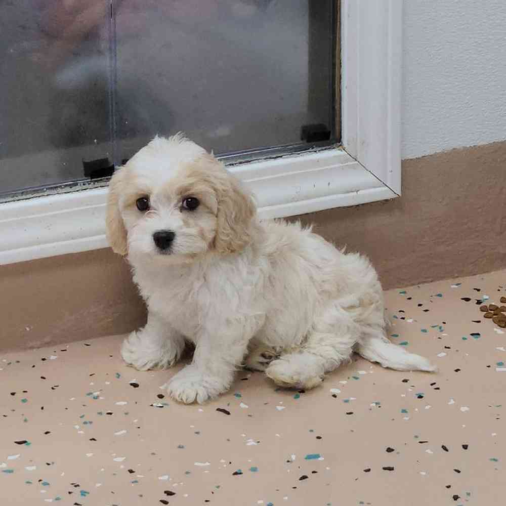 Male Cavachon Puppy for Sale in Virginia Beach, VA