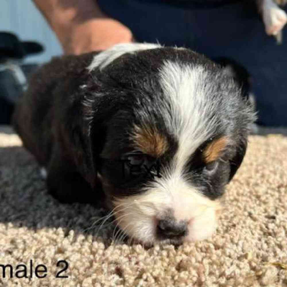 Female Mini Bernese Puppy for sale