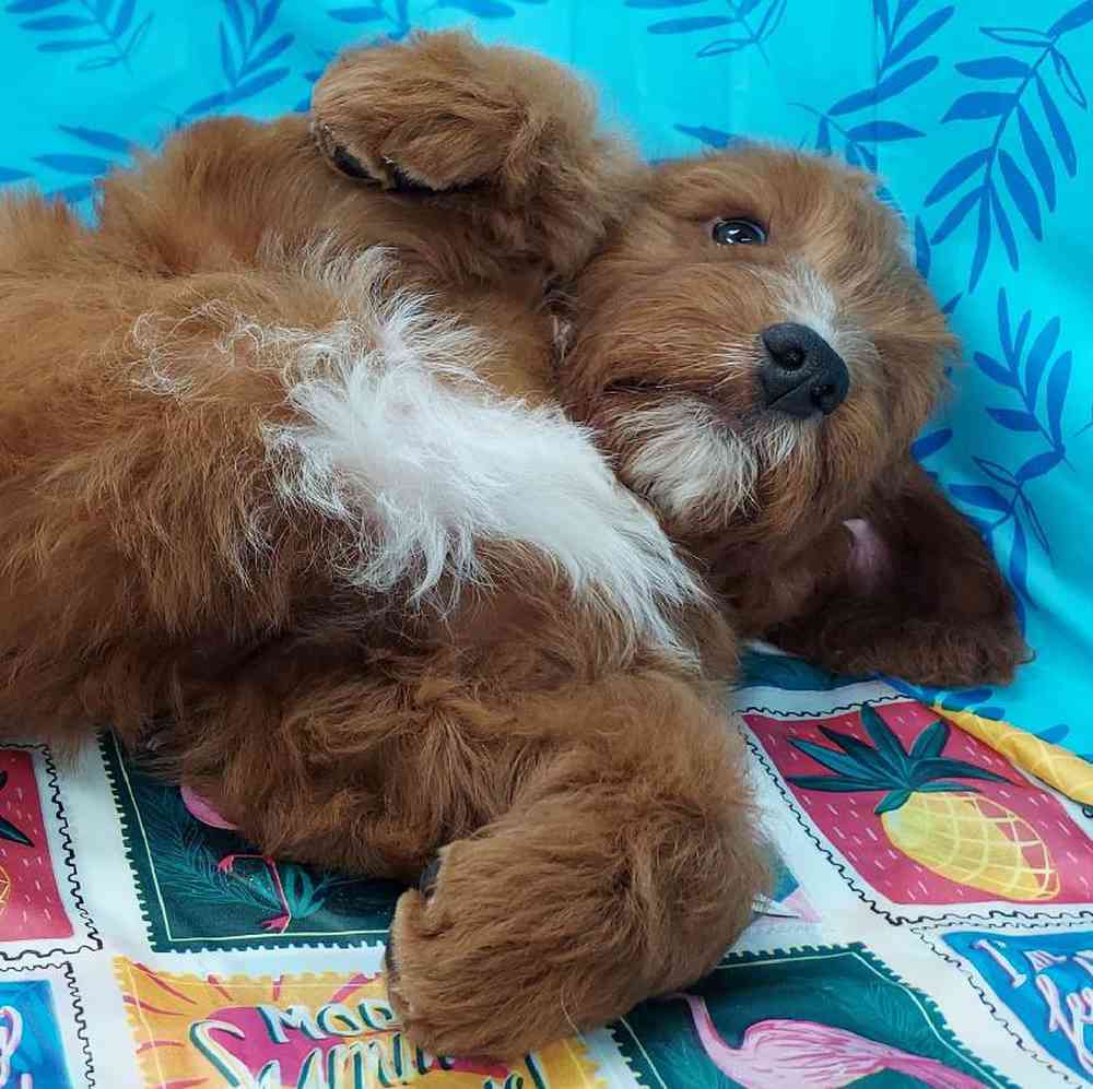 Male Mini Irishpoo Puppy for sale