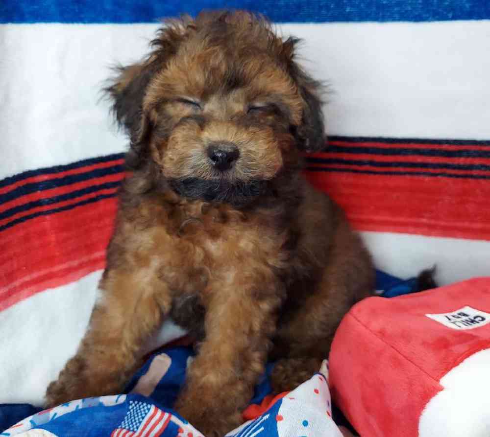 Male Maltipoo Puppy for sale