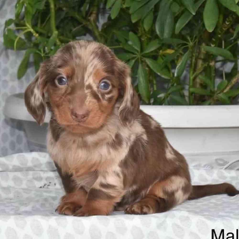Male Dachshund Puppy for Sale in Virginia Beach, VA