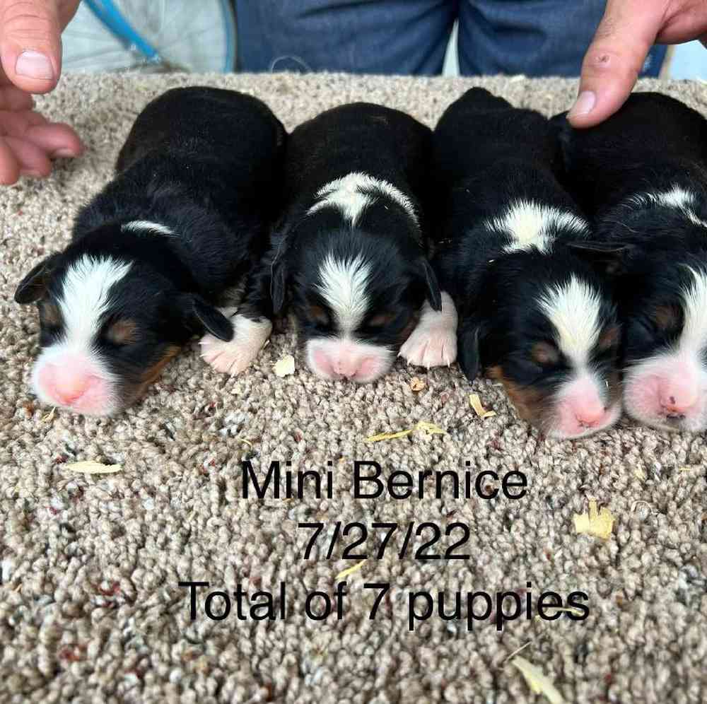 Male Mini Bernese Puppy for sale