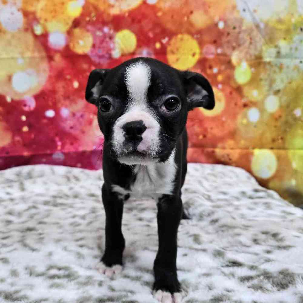 Male Boston Terrier Puppy for Sale in Virginia Beach, VA