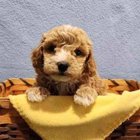 Maltipoo