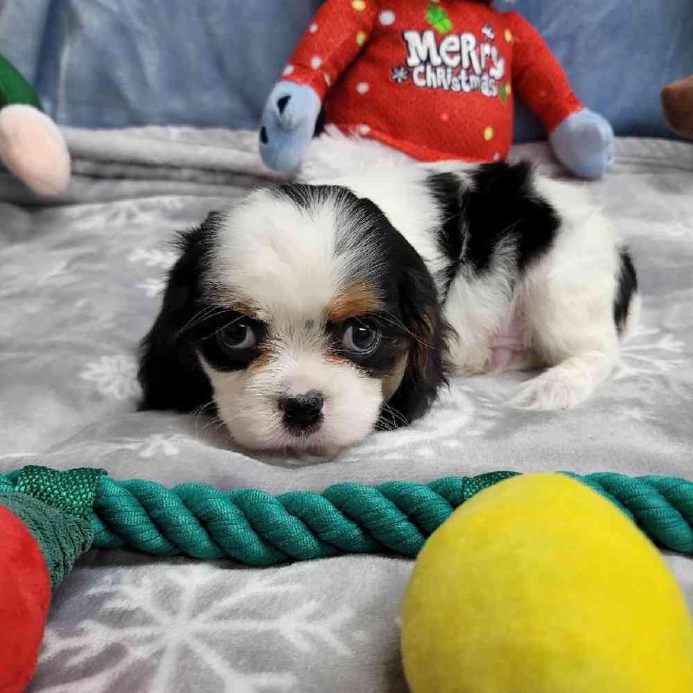 Male Cavalier King Charles Spaniel Puppy for Sale in Virginia Beach, VA