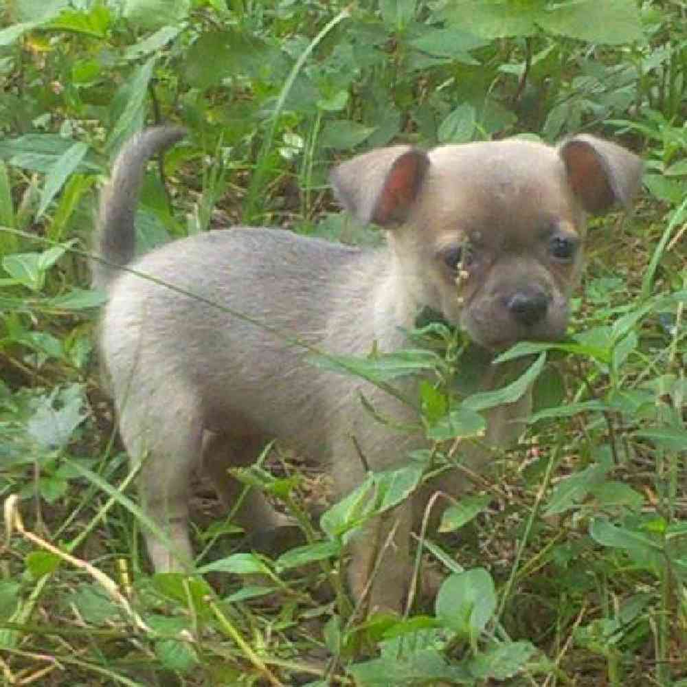 Female Chihuahua Puppy for sale