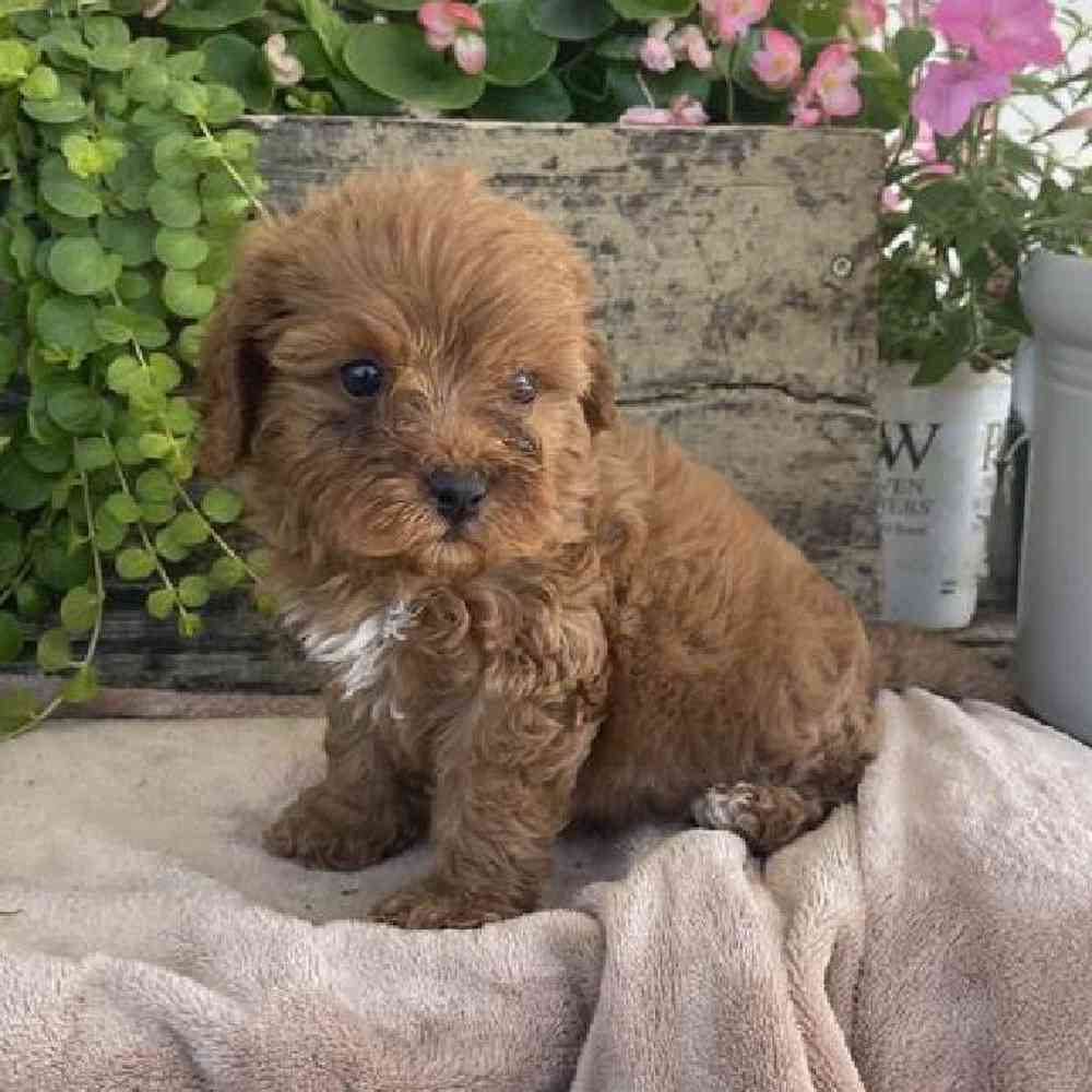 Female Cavapoo Puppy for sale