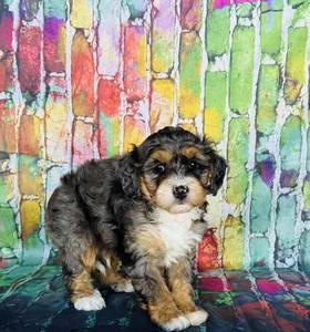 Mini Bernadoodle