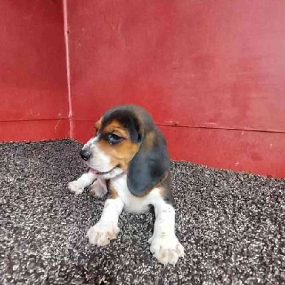 Male Beagle Puppy for Sale in Virginia Beach, VA