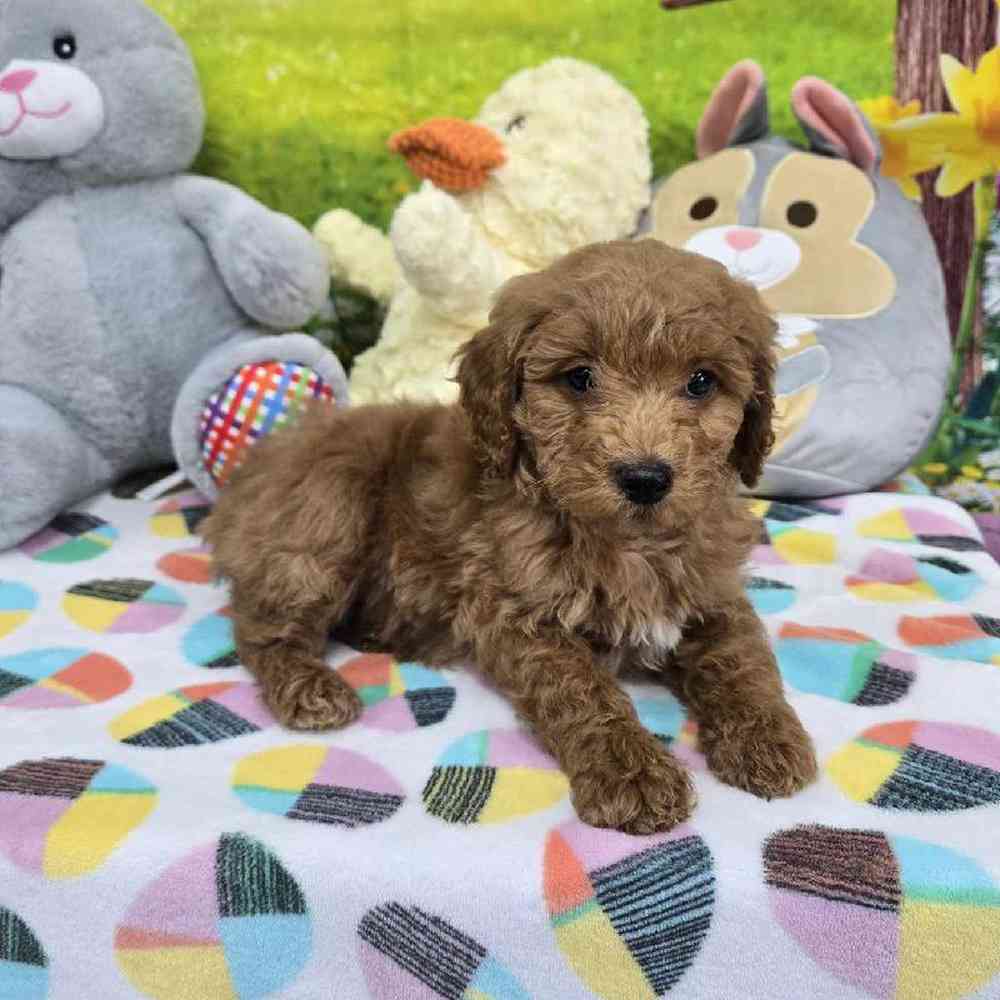 Female Mini Goldendoodle Puppy for Sale in Virginia Beach, VA