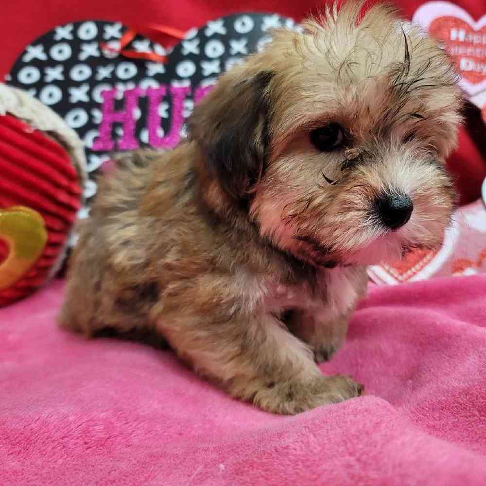 Female Yochon Puppy for Sale in Virginia Beach, VA
